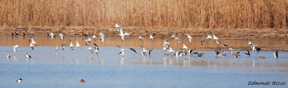 Volo di Combattenti